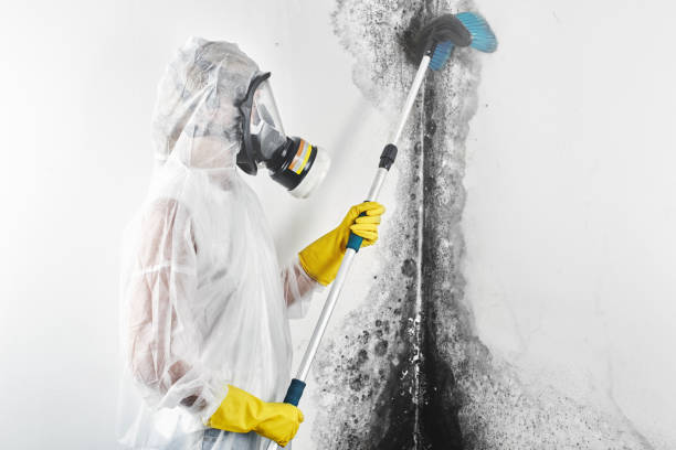 Best Mold Damage Restoration  in Douglas, MI