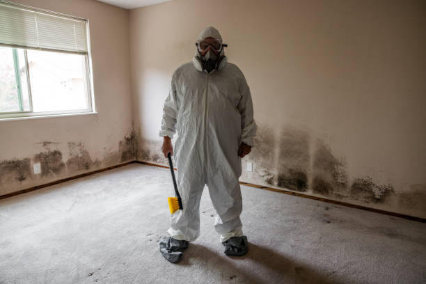 Best Water Damage & Mold Remediation  in Douglas, MI